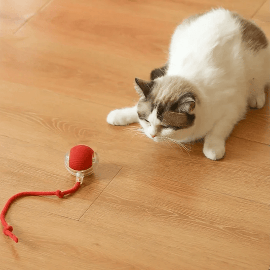 Roller Ball - Interação e Diversão para Pet